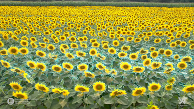 miniatura5_agrixels (1) (1).png